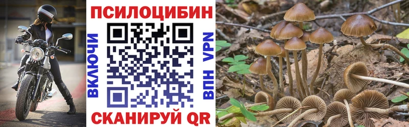 Купить где  Шлиссельбург  Галлюциногенные грибы Cubensis 